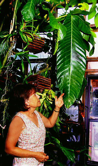Anthurium spectabile, Photo Copyright 2008, Steve Lucas, www.ExoticRainforest.com
