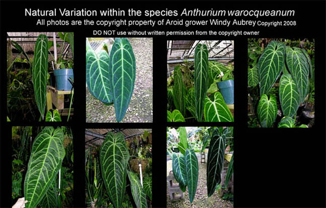 Anthurium warocqueanum variation, Photols Windy Aubry