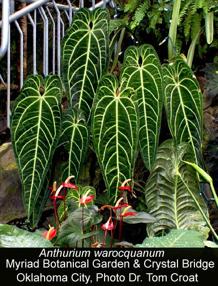 Anthurium warocqueanum, Myriad Center Botanical Garden, Oklahoma City, OK, Photo Dr. Tom Croat