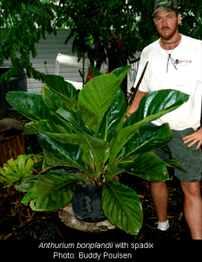 Anthurium bonplandii subsp. guayanum, Photo Courtesy Buddy Poulsen, Naples, FL