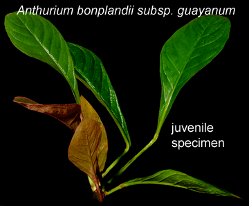 Anthurium bonplandii subsp. guayanum, Photo Copyright 2007, Steve Lucas, www.ExoticRainforest.com
