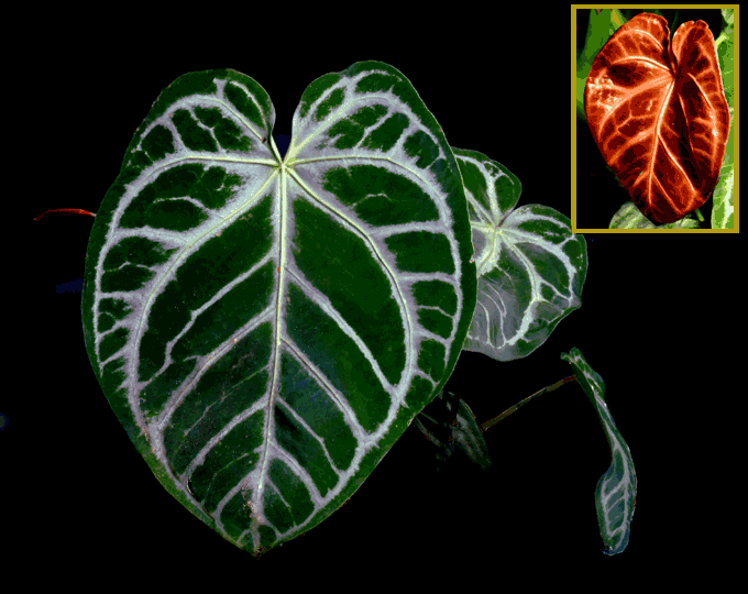Anthurium crystallinum can have juvenile leaves that are red