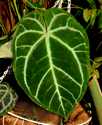 Anthurium crystallinum Linden and Andr, Photo Copyright 2008, Steve Lucas, www.ExoticRainforest.com