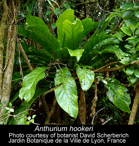 Anthurium hookeri, photo courtesy of botanist David Scherberich, Photo Copyright 2008, David Scherberich, France