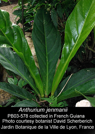 Anthurium jenmanii, Photo Courtesy botanist David Scherberich