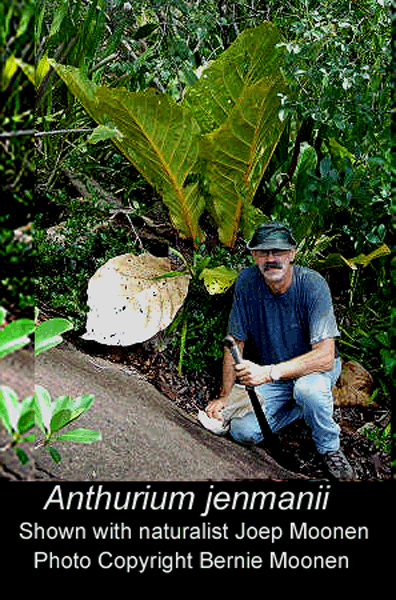 Anthurium jenmanii photographed in French Guiana, Photo Copyright 2007, Bernie Moonen, French Guiana