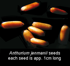 Anthurium jenmanii seeds, Photo Copyright 2007, Steve Lucas, www.ExoticRainforest.com