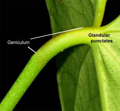 Anthurium longipetalum geniculum and glandular punctates, Copyright 2008, Steve Lucas, www.ExoticRainoforest.com