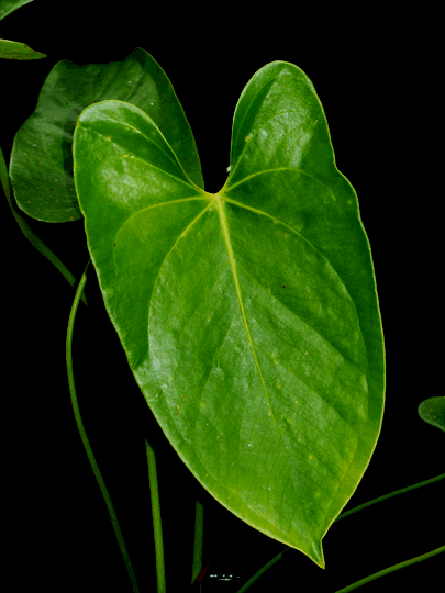 Anthurium longipeltatum leaf, Copyright Steve Lucas, www.ExoticRainforest.com