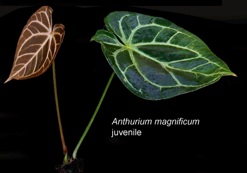 Anthurium magnificum juvenile, Photo Copyright 2008, Steve Lucas, www.ExoticRainforest.com