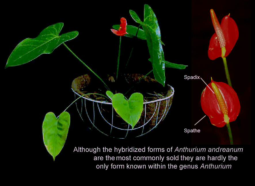 Anthurium Houseplant