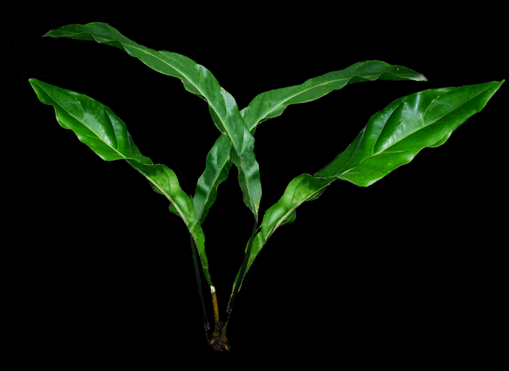 Anthurium plowmanii juvenile, Photo Copyright, Steve Lucas