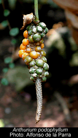 Anthurium podophyllum, Copyright 2008, Alfonso de la Parra, www.ExoticRainforest.com