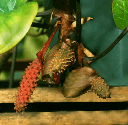 Anthurium radicans spathe and spadix, Copyright 2008, Steve Lucas, www.ExoticRainforest.com