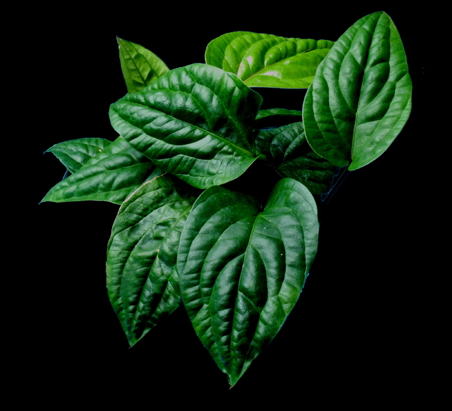 Anthurium radicans, Copyright 2007, Steve Lucas, www.ExoticRainforest.com