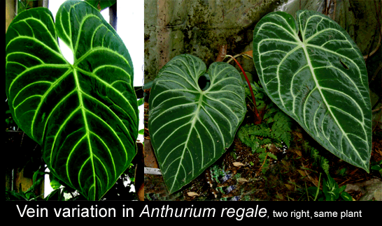 Anthurium regale vein variation, Photo Copyright 2008, Steve Lucas, www.ExoticRainforest.com