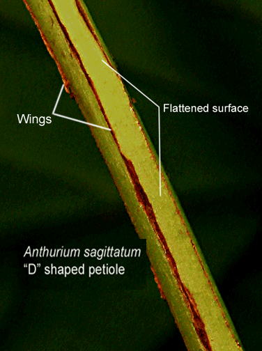 Anthurium sagittatum petiole, Photo Copyright 2009, Steve Lucas www.ExoticRainforest.com