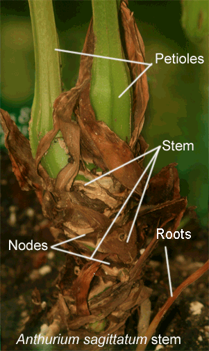 Anthurium sagittatum stem, grow, Photo Copyright 2009, Steve Lucas www.ExoticRainforest.com