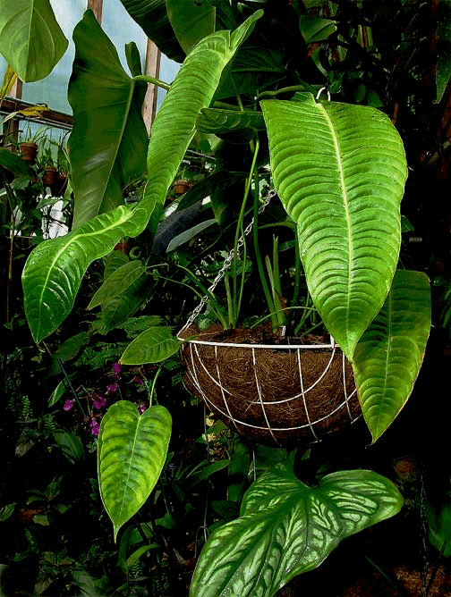 Anthurium veitchiii, Photo Copyright 2006, Steve Lucas, www.ExoticRainforest.com