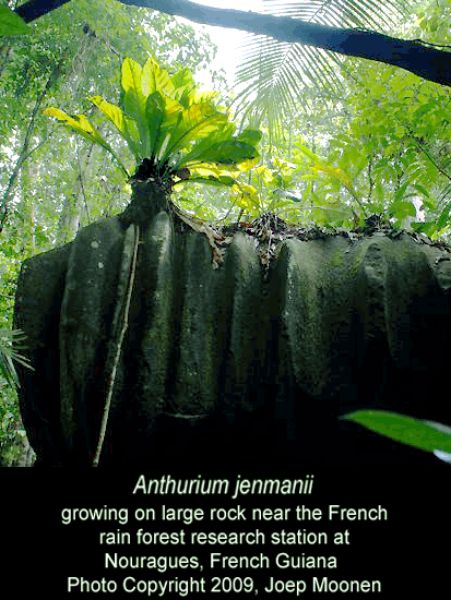 Anthurium jenmanii growing on stone, Photo Copyright 2009, Joep Moonen
