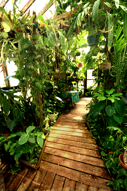 The Exotic Rainforest, Siloam Springs, AR 72761, Photo, Copyright 2009, Steve Lucas, www.ExoticRainforest.com