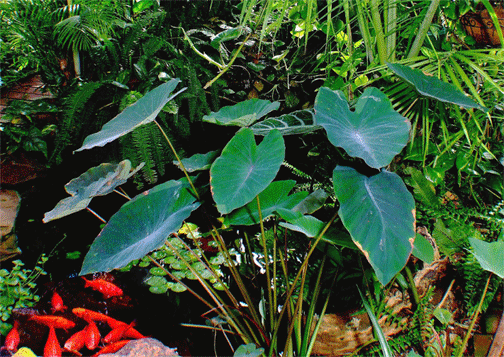 Colocasia esculenta, Photo Copyright 2007, Steve Lucas, www.ExoticRainforest.com
