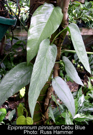 Epipremnum pinnatum (L.) Engl., Photo Copyright 2007, Russ Hammer
