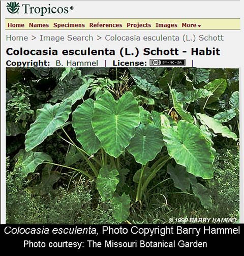Colocasia esculenta, Photo Copyright Barry Hammel, courtesy the Missouri Botanical Garden