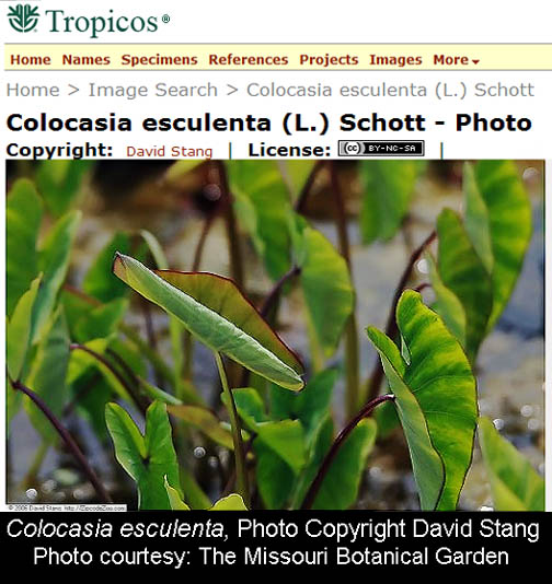 Colocasia esculenta, Photo Copyright David Stang, courtesy the Missouri Botanical Garden