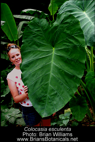 Colocasia esculenta, Elephant Ear