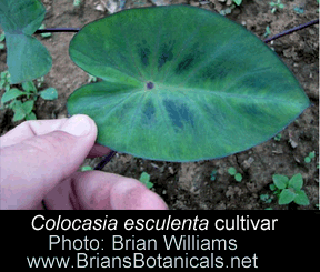 Colocasia esculenta, Elephant Ear