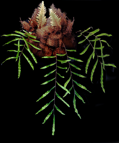 Drynaria rigidular, Photo Copyright 2007, Steve Lucas, www.ExoticRainforest.com