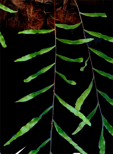 Drynaria rigidula leaflets, Photo Copyright 2007, Steve Lucas, www.ExoticRainforest.com