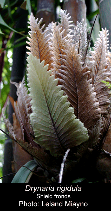 Drynaria rigidular shield fronds, Photo: Leland Miayno