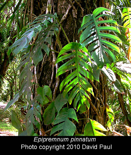 Epipremnum pinnatum, Photo Copyright 2010 David Paul