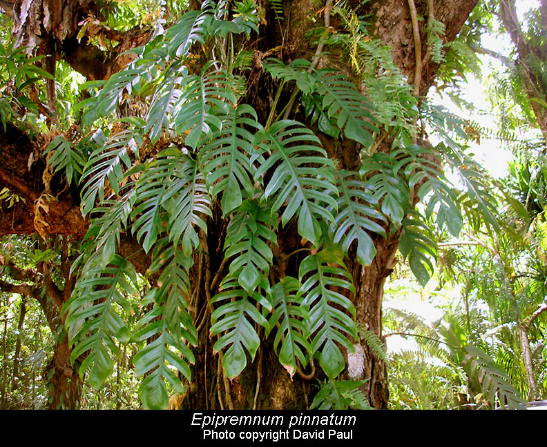 Epipremnum pinnatum, Photo Copyright David Paul