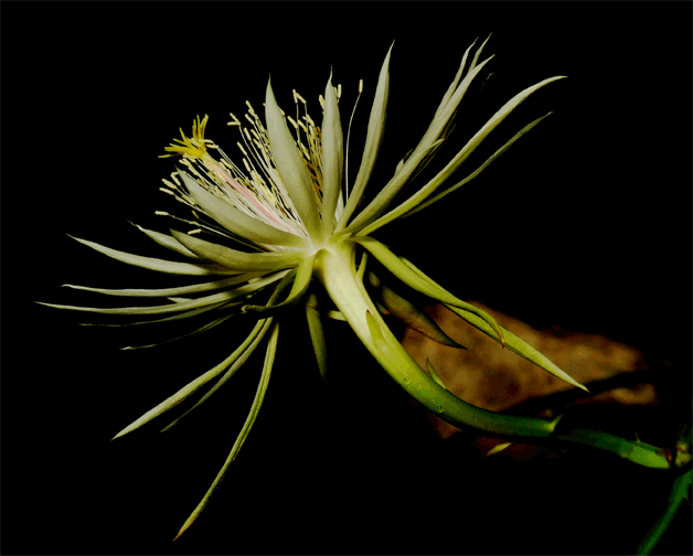 Epiphyllum phyllanthus  subspecies phyllanthus (L.) Haw., Photo Copyright, 2008, Steve Lucas. www.ExoticRainforest.com