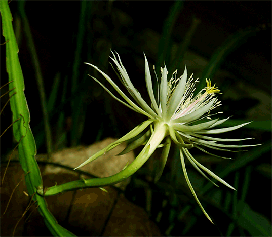 Epiphyllum phyllanthus subspecies phyllanthus, Photo Copyright 2008 Steve Lucas, www.ExoticRainforest.com