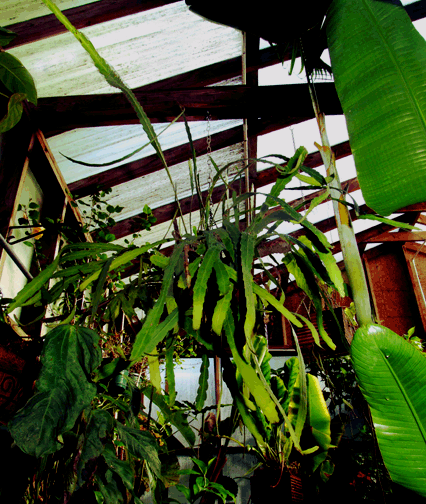 Epiphyllum phyllanthus subspecies phyllanthus, Photo Steve Lucas, www.ExoticRainforest.com, 
