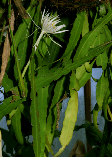 Epiphyllum phylantus, Photo Copyright 2008, Steve Lucas, www.ExoticRainforest.com