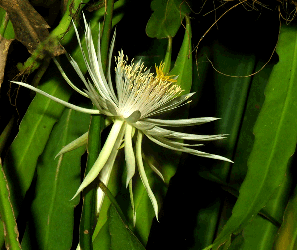 Epiphyllum phyllanthus subspecies phyllanthus, Photo Copyright 2008, Steve Lucas, www.ExoticrRainforest.com