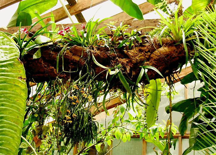 artificial epiphyte tree, Photo Copyright Steve Lucas, www.ExoticRainforest.com