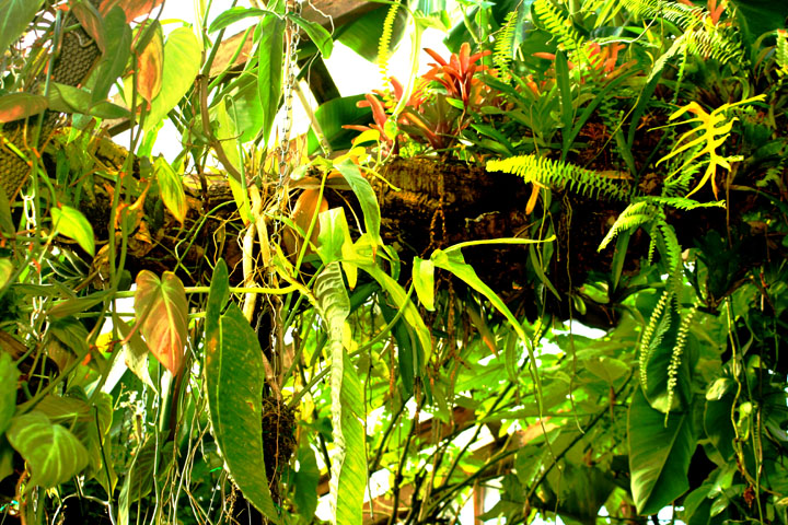 Bromeliad, aroids and ferns on the Exotic Rainforest epiphytic tree., Photo Copyright 2010, Steve Lucas www.ExoticRainforest.com