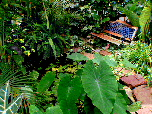 Colocasia esculenta, Elephant Ear