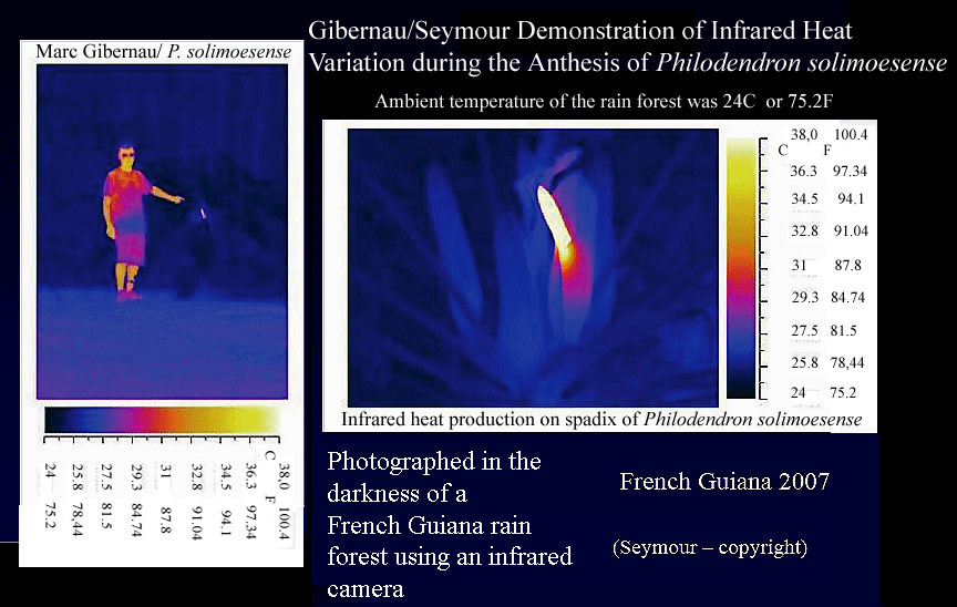 This graphic is the Copyrighted property of Dr. Marc Gibernau, University Paul Sabatier in Toulouse, France and may not be reused without written permission