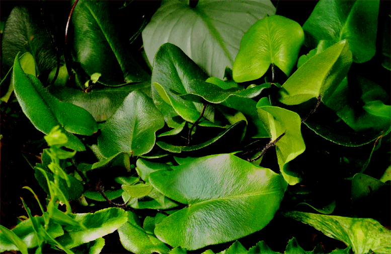 Hemionitis arifolia (Burm. f.) T. Moore, Photo Copyright 2009, Steve Lucas, www.ExoticRainforest.com