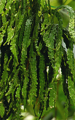 Huperzia nummulariifolia, Photo Copyright 2008, Steve Lucas, www.ExoticRainforest.com
