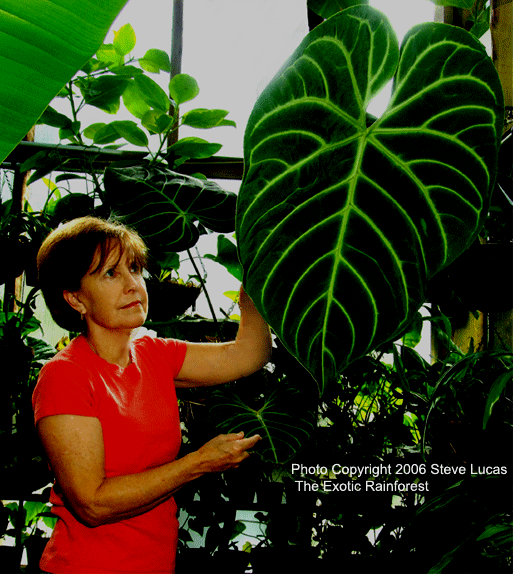 Anthurium regale is endemic to Peru, not Ecuador or Colombia.  It is one of the most beautiful of all anthurium species.