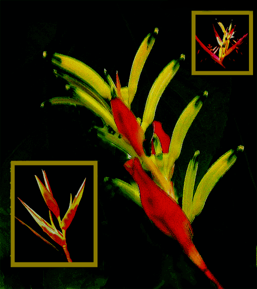 download heliconia psittacorum viridi