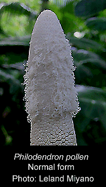 Typical Philodendron pollen, Photo Copyright 2008, Leland Miyano
